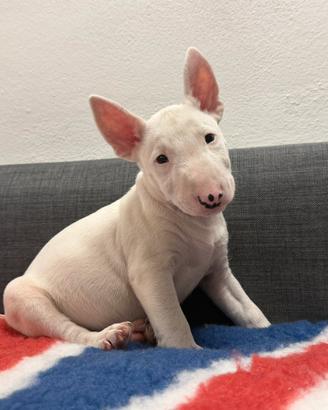 Bull terrier miniature