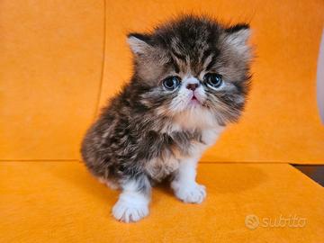 Gatto persiano ipertipico brown maschio
