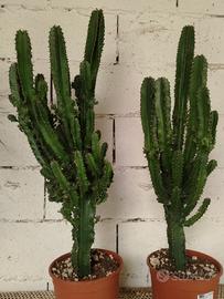 Euphorbia Eritrea 
