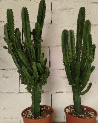 Euphorbia Eritrea 