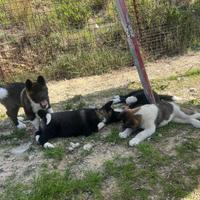 Cuccioli di Akita americano