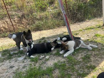 Cuccioli di Akita americano