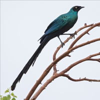 Coppia storno splendente codalunga