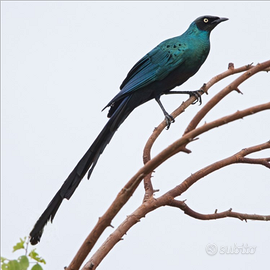 Coppia storno splendente codalunga