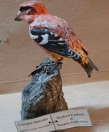 Crociere fasciato in scultura da collezione