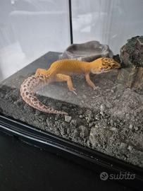 Geco leopardino