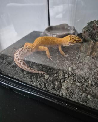 Geco leopardino