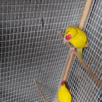 Kakariki