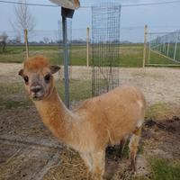 Alpaca femmina
