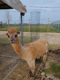 Alpaca femmina