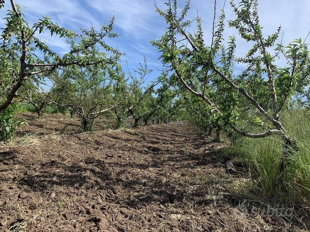 Terreno di 6000 m² a Mondragone - Vista 5