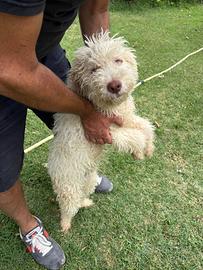Cane da tartufi