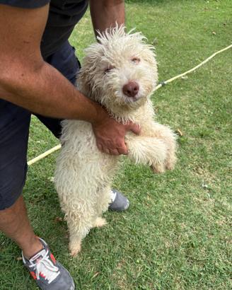Cane da tartufi