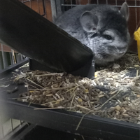 Cucciolo di cincillà