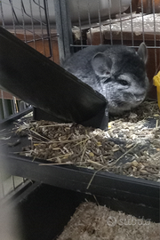 Cucciolo di cincillà