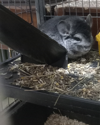 Cucciolo di cincillà