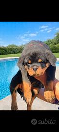 Cuccioli rottweiler pedigree