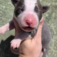 Border collie