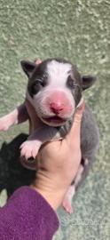 Border collie