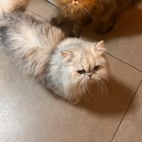 Gatto persiano