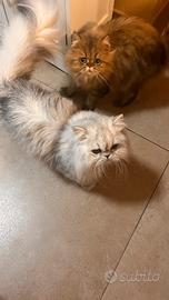 Gatto persiano