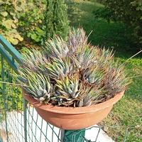 Pianta succulenta Haworthia Attenuata