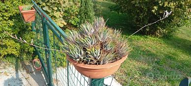 Pianta succulenta Haworthia Attenuata