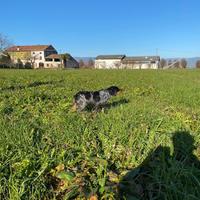 Epagneul Breton