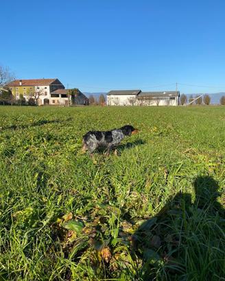 Epagneul Breton