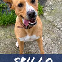 Spillo, 2 anni, taglia medio-piccola