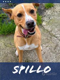 Spillo, 2 anni, taglia medio-piccola