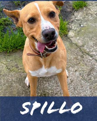 Spillo, 2 anni, taglia medio-piccola