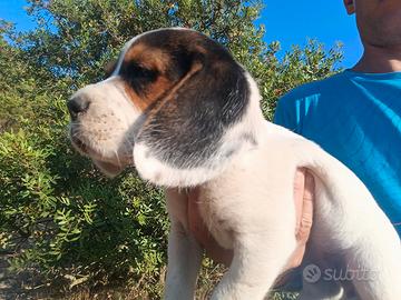 Beagle Cuccioli