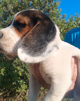 Beagle Cuccioli