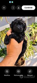 Cuccioli di barboncino Toy neri