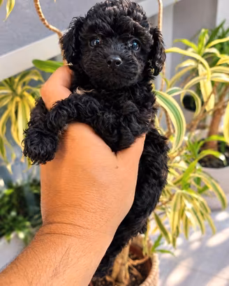 Cuccioli di barboncino Toy neri