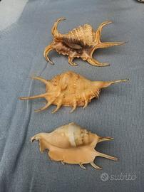 3 conchiglie "Harpago chiragra"