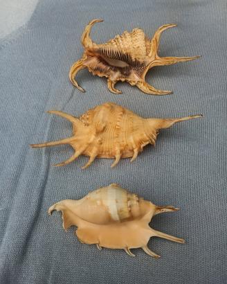 3 conchiglie "Harpago chiragra"