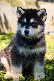Alaskan malamute