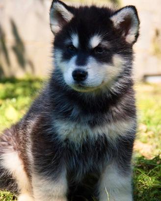 Alaskan malamute