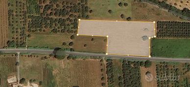 Terreno agricolo SP Falciano-Mondragone