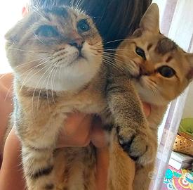 Coppia gattini maschi Scottish Fold e  Straight 