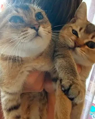 Coppia gattini maschi Scottish Fold e  Straight 