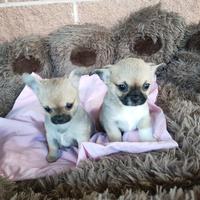 CHIHUAHUA cuccioli