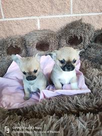 CHIHUAHUA cuccioli