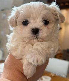 Cucciolo di Maltese coreano