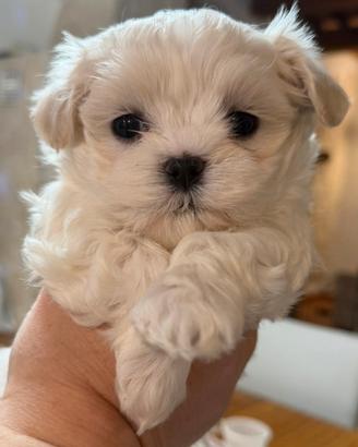 Cucciolo di Maltese coreano