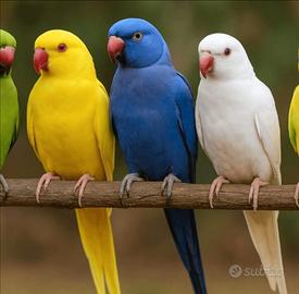 Pappagallo parrocchetto