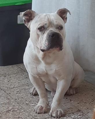 American bully 5 anni