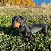 Bassotto femmina adulta